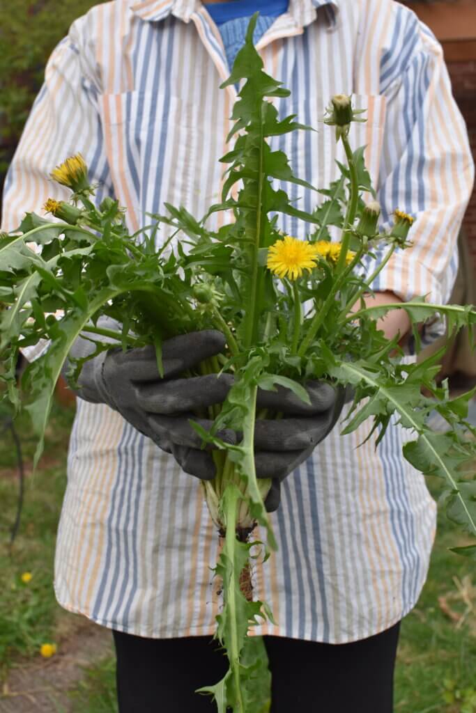 Picking dandelions from the garden