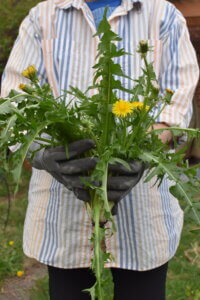 mom holding dandelions