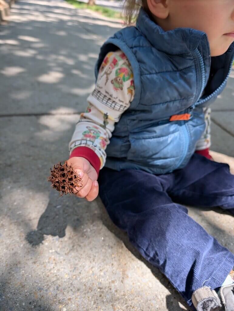 sweetgum pod