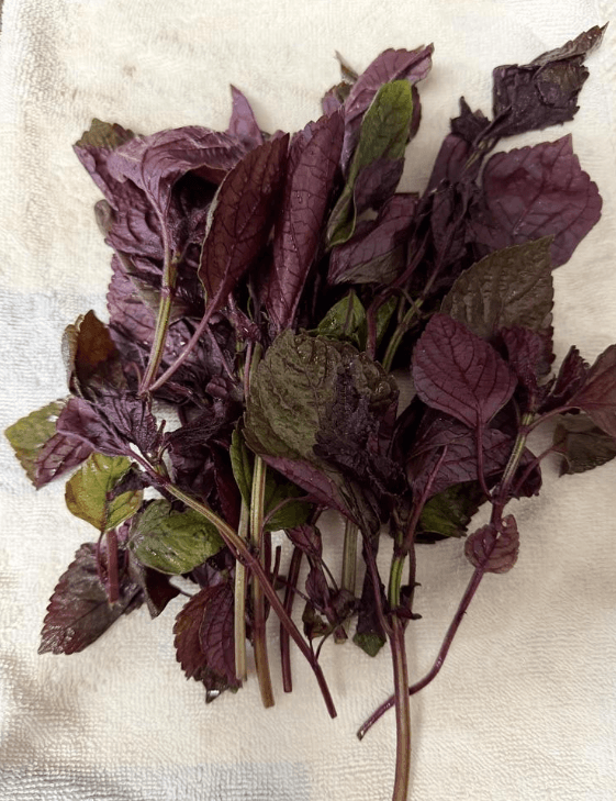 shiso leaf, aka perilla leaf